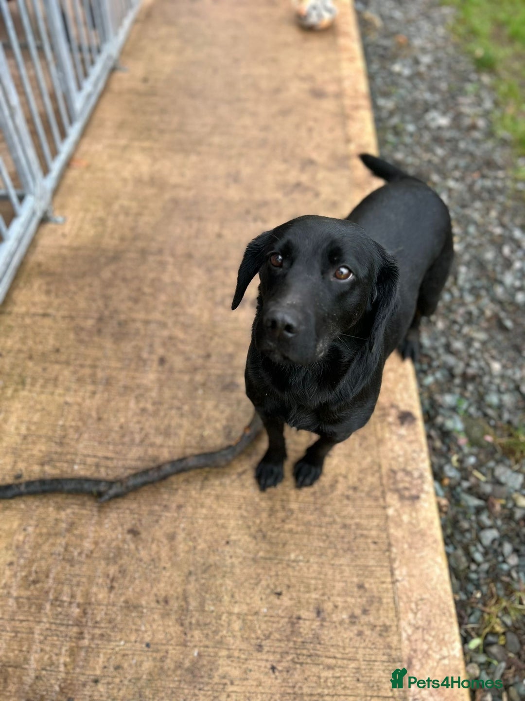 Mixed Breed dogs for sale: One Sprockador bitch pup available.  - Image 6