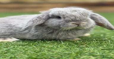 Mini Lop rabbits - Advert 9
