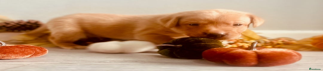 Labrador Retriever Puppy (Light Pink)
