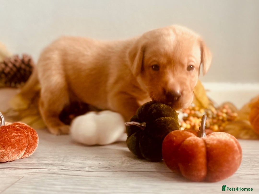 Labrador Retriever dogs for sale: Yellow Labrador Puppies - Image 24