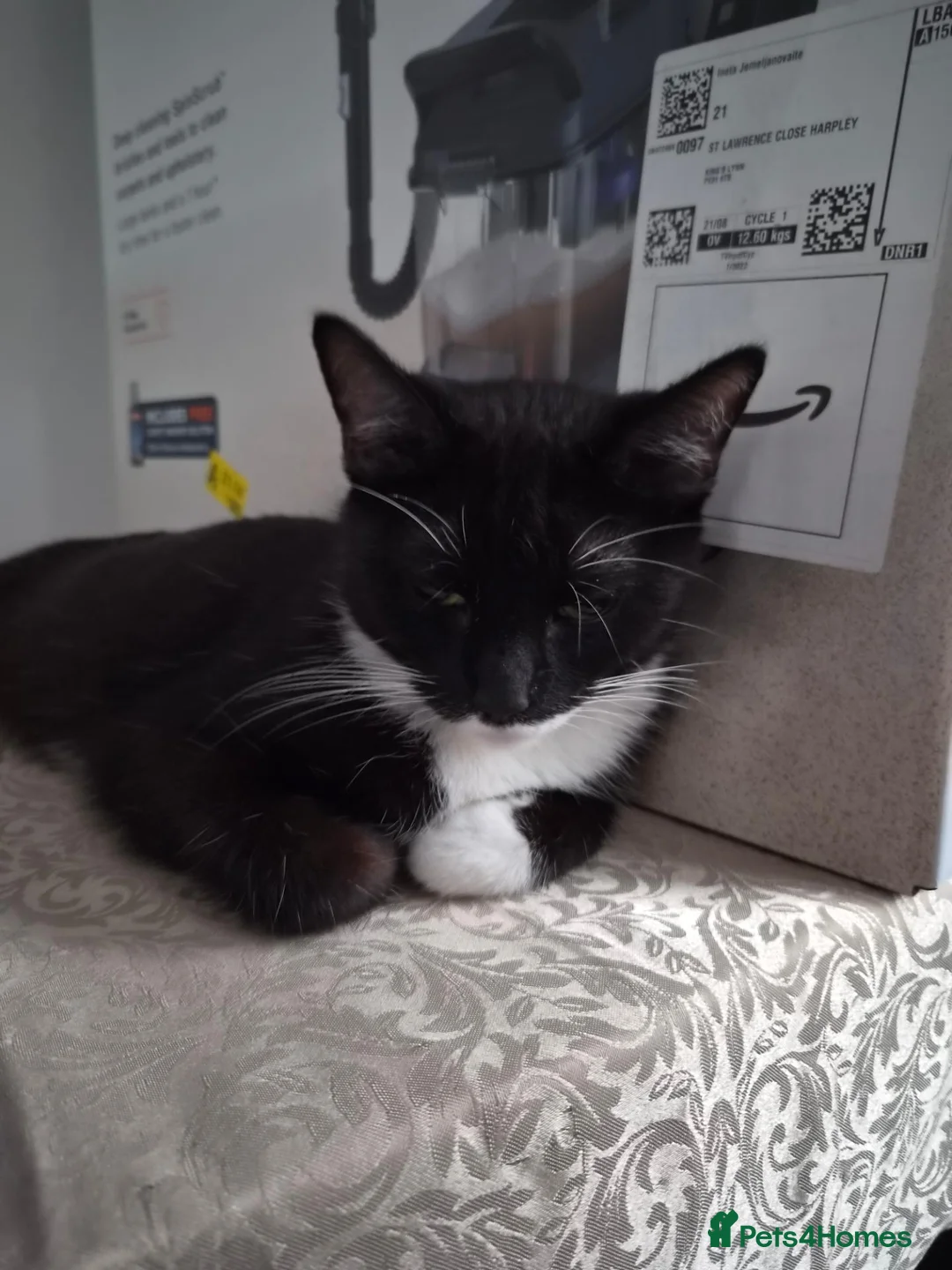 Domestic Shorthair cats for sale: Looking For Her Forever Indoor Home - Advert 2