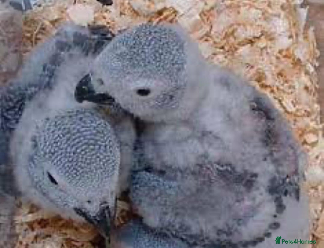 Parrots birds for sale: 12w Hand reared Congo African grey parrot babies  - Advert 14