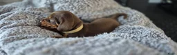 Miniature Dachshund dogs for sale: Litter of 5 beautiful boys - Advert 17