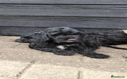 Cockapoo dogs for sale: Stunning litter of F1 Cockapoos - Image 4