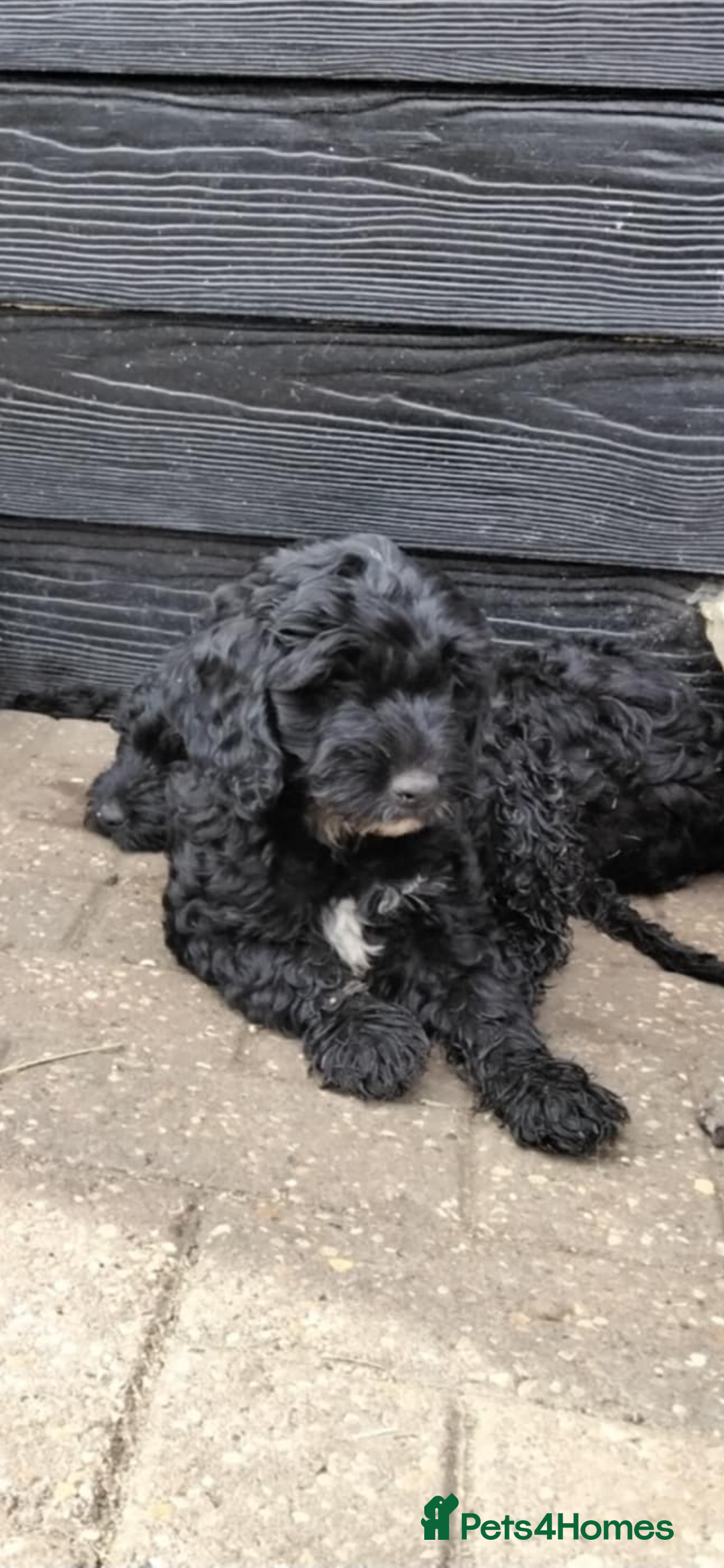 Cockapoo dogs for sale: Stunning litter of F1 Cockapoos - Image 4