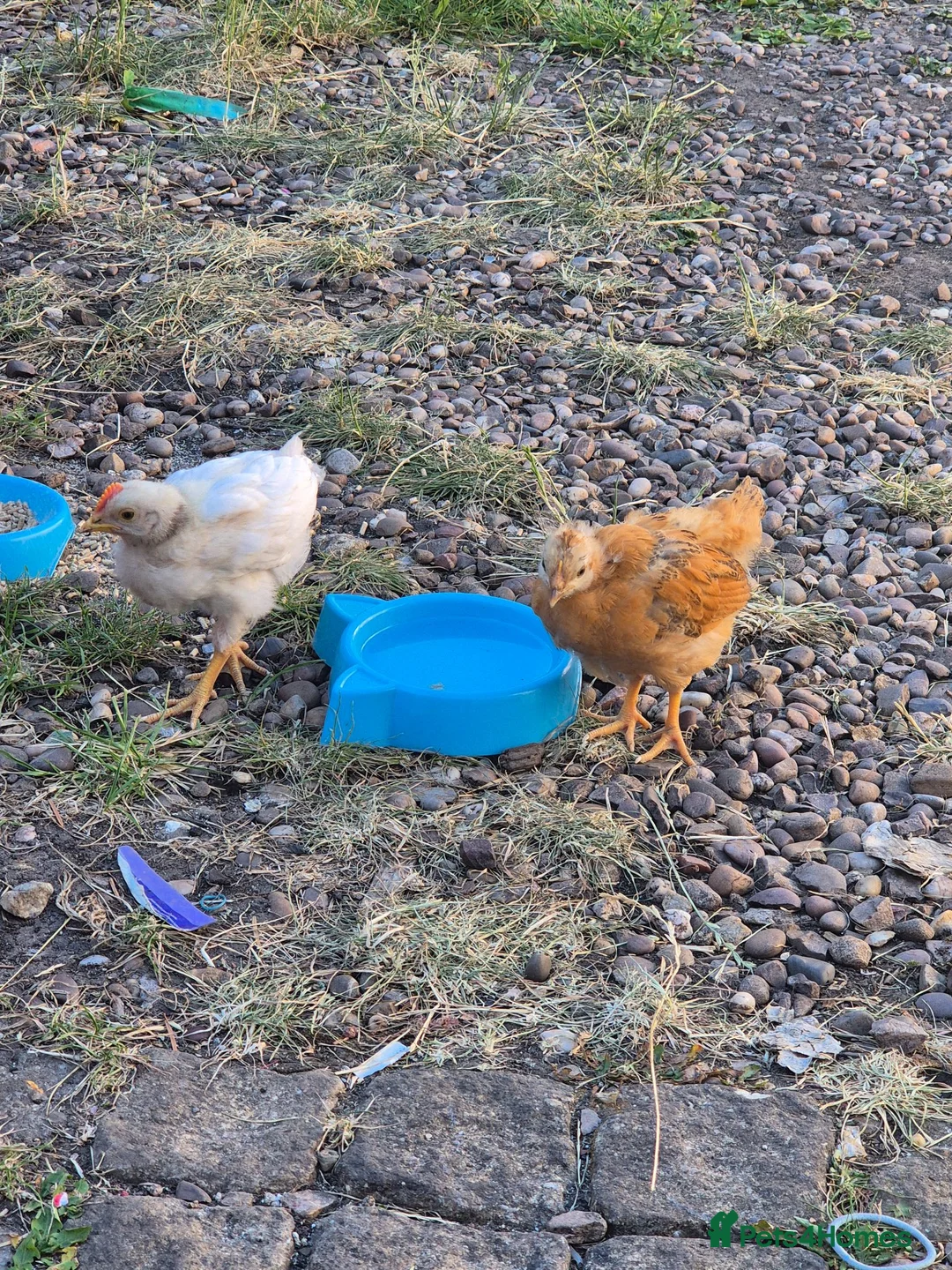 Chickens poultry for sale: Chicks  in Derby - Advert 1