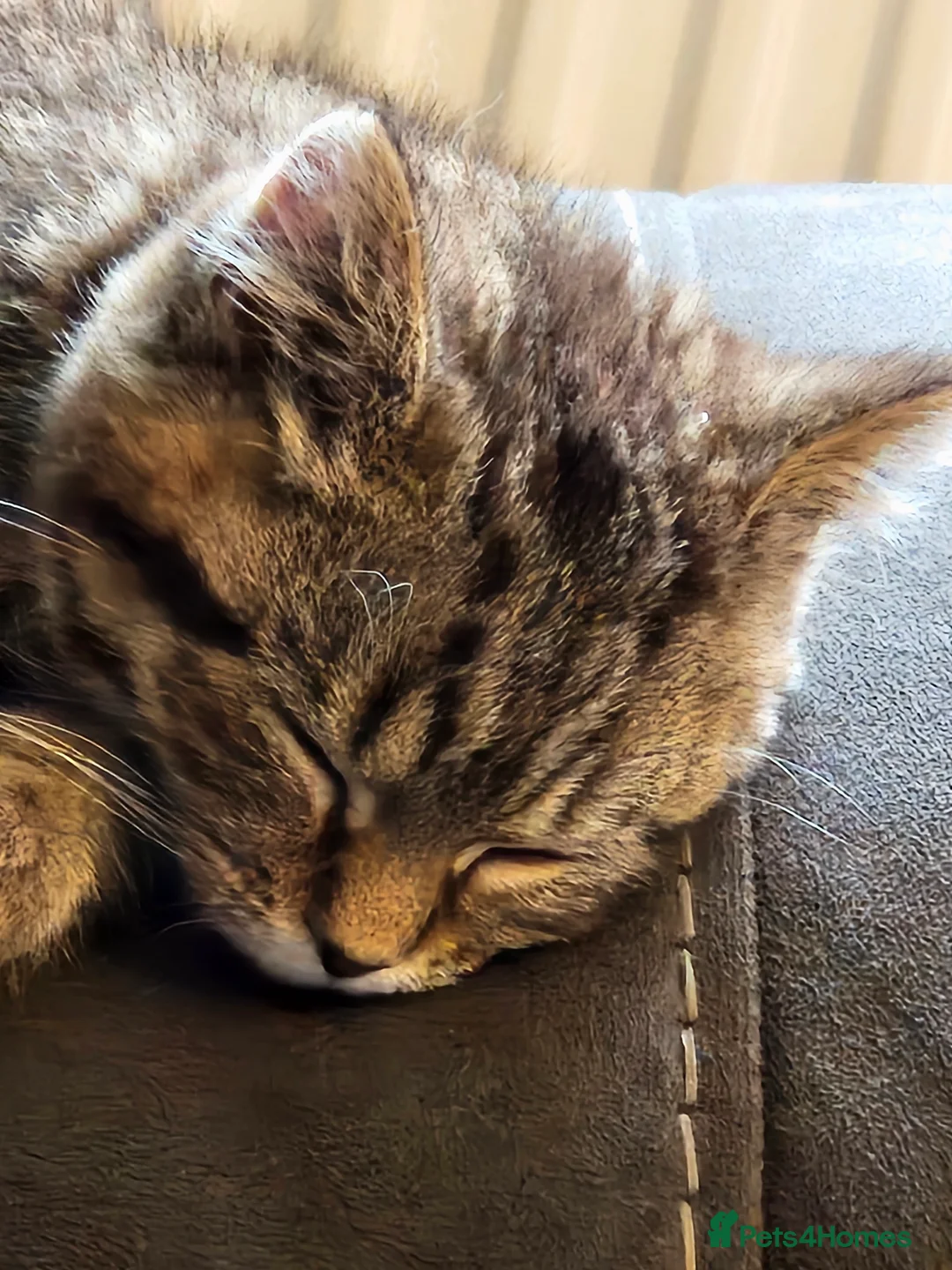 Mixed Breed cats for sale: 2 Female Kittens 4 months old - Advert 8