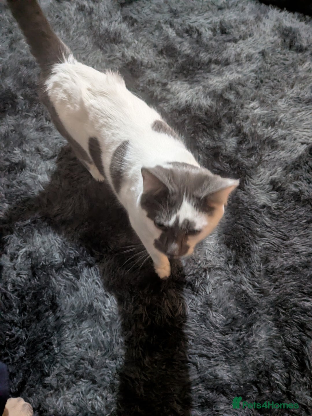 Mixed Breed cats for sale: 8 month old boy  - Advert 3