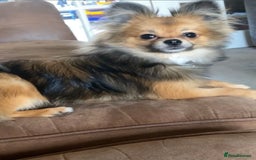 Pomchi dogs for sale: Gorgeous Pomchi girl  - Image 11