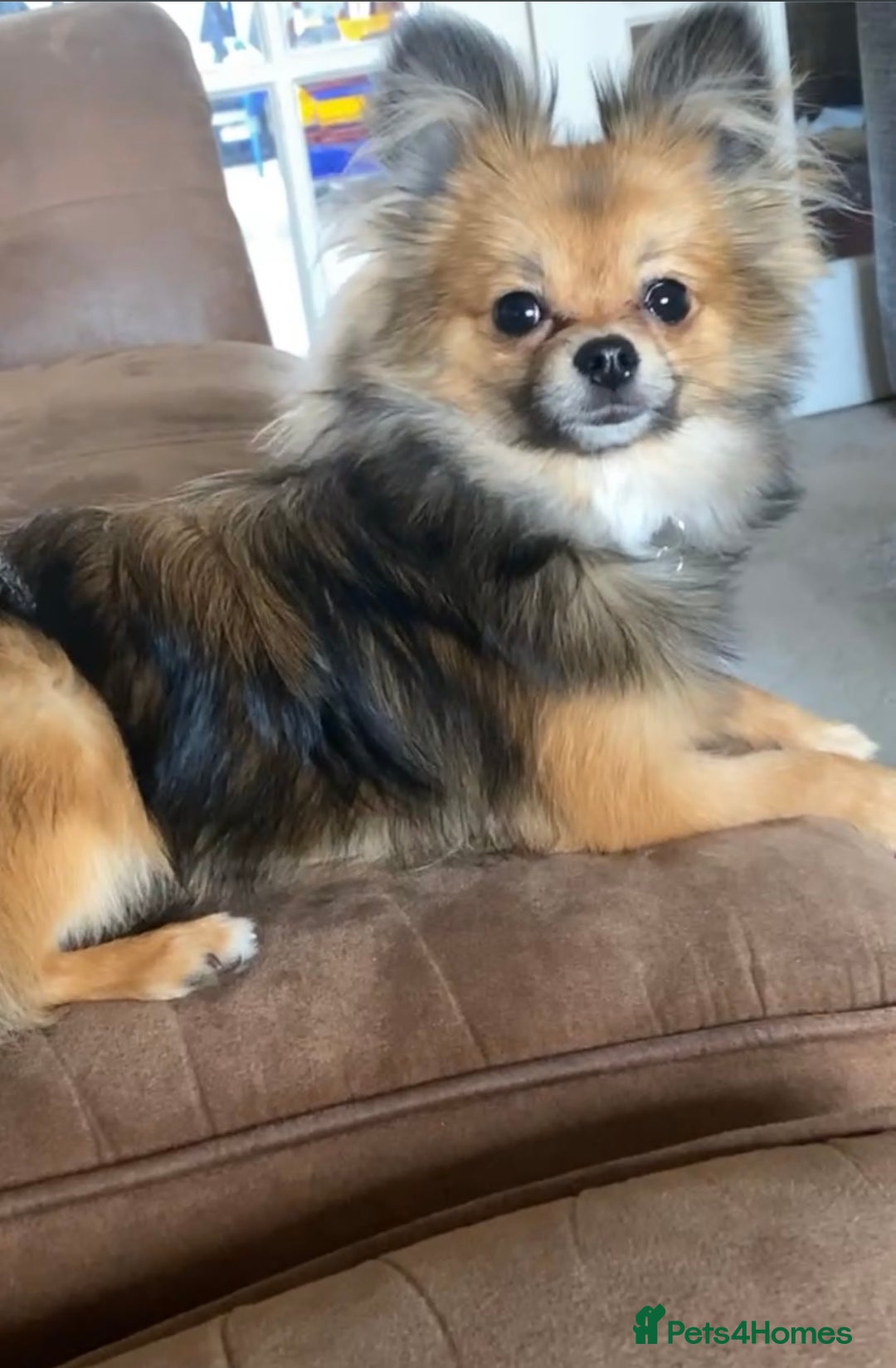 Pomchi dogs for sale: Gorgeous Pomchi girl  - Image 11