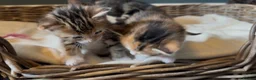 Mixed Breed cats for sale: Kittens - Advert 23