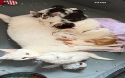 Mixed Breed cats for sale:  11 Week Old Kittens Ready For A New Home ❤️ - Image 5