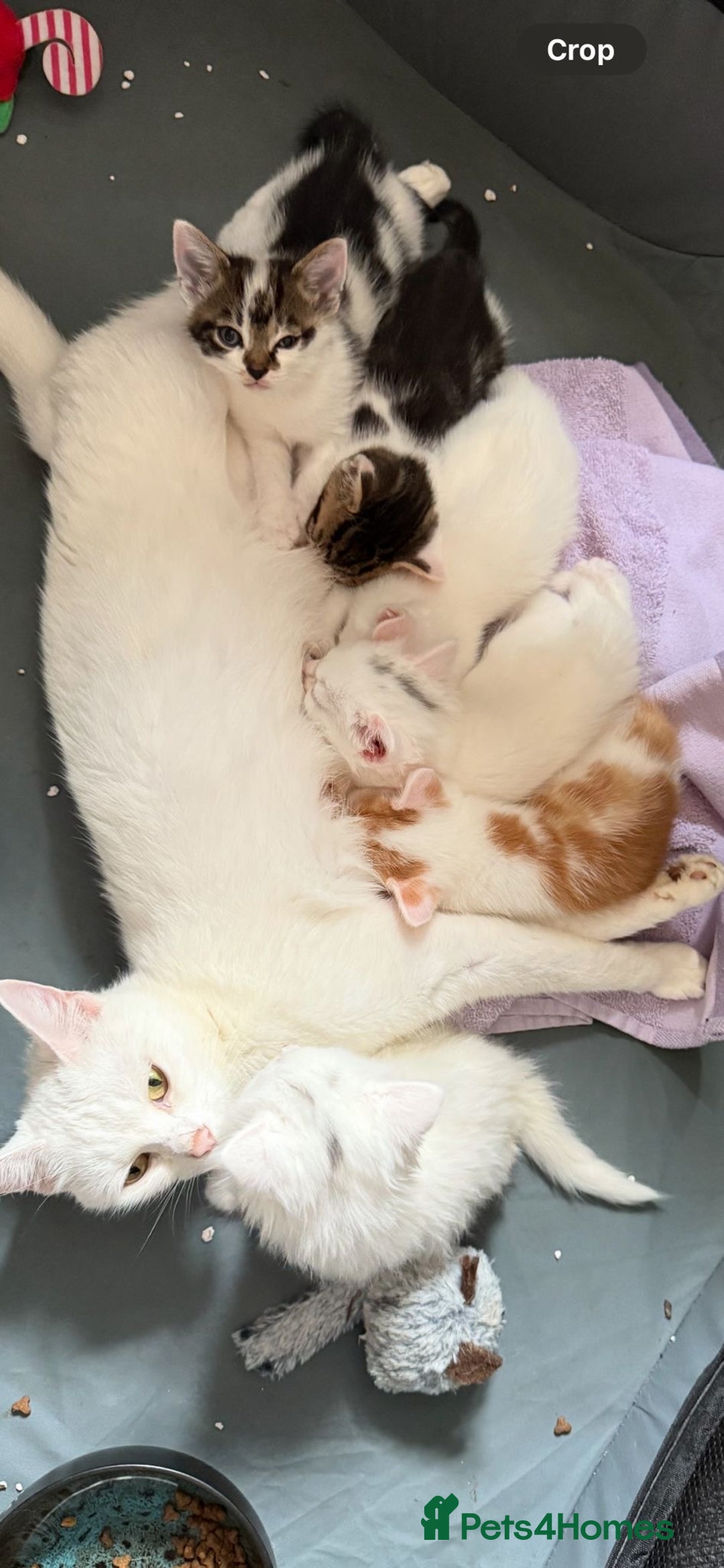 Mixed Breed cats for sale:  11 Week Old Kittens Ready For A New Home ❤️ - Image 5