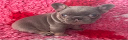 French Bulldog dogs for sale: 💜BLUEBELLE  THE LAST LITTLE BLUE GIRL 💜 - Advert 32