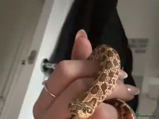 Snake reptiles male western hognose snake - Advert 3