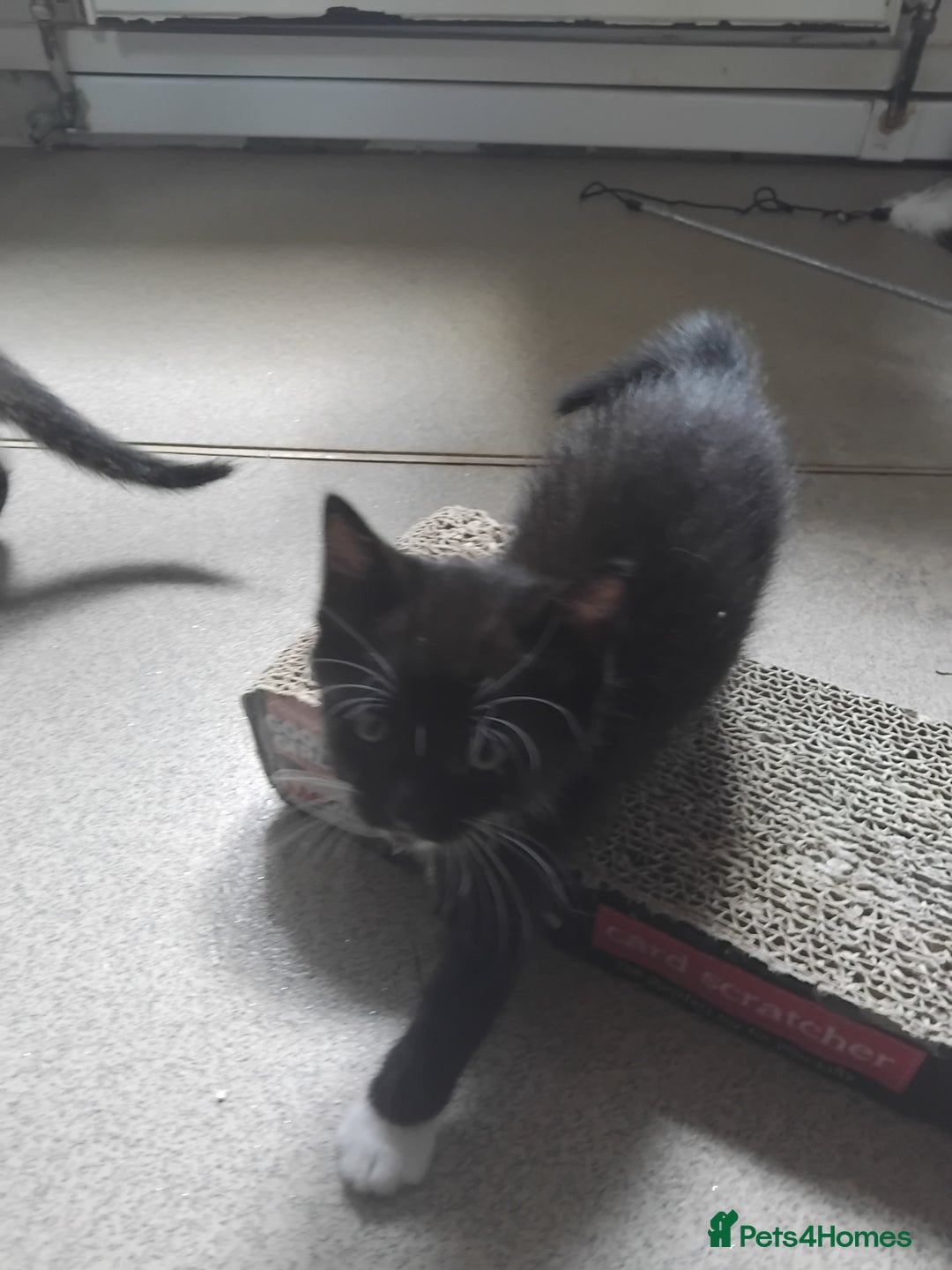 Mixed Breed cats for sale: 1 gorgeous female bengal x kitten for sale. - Image 5