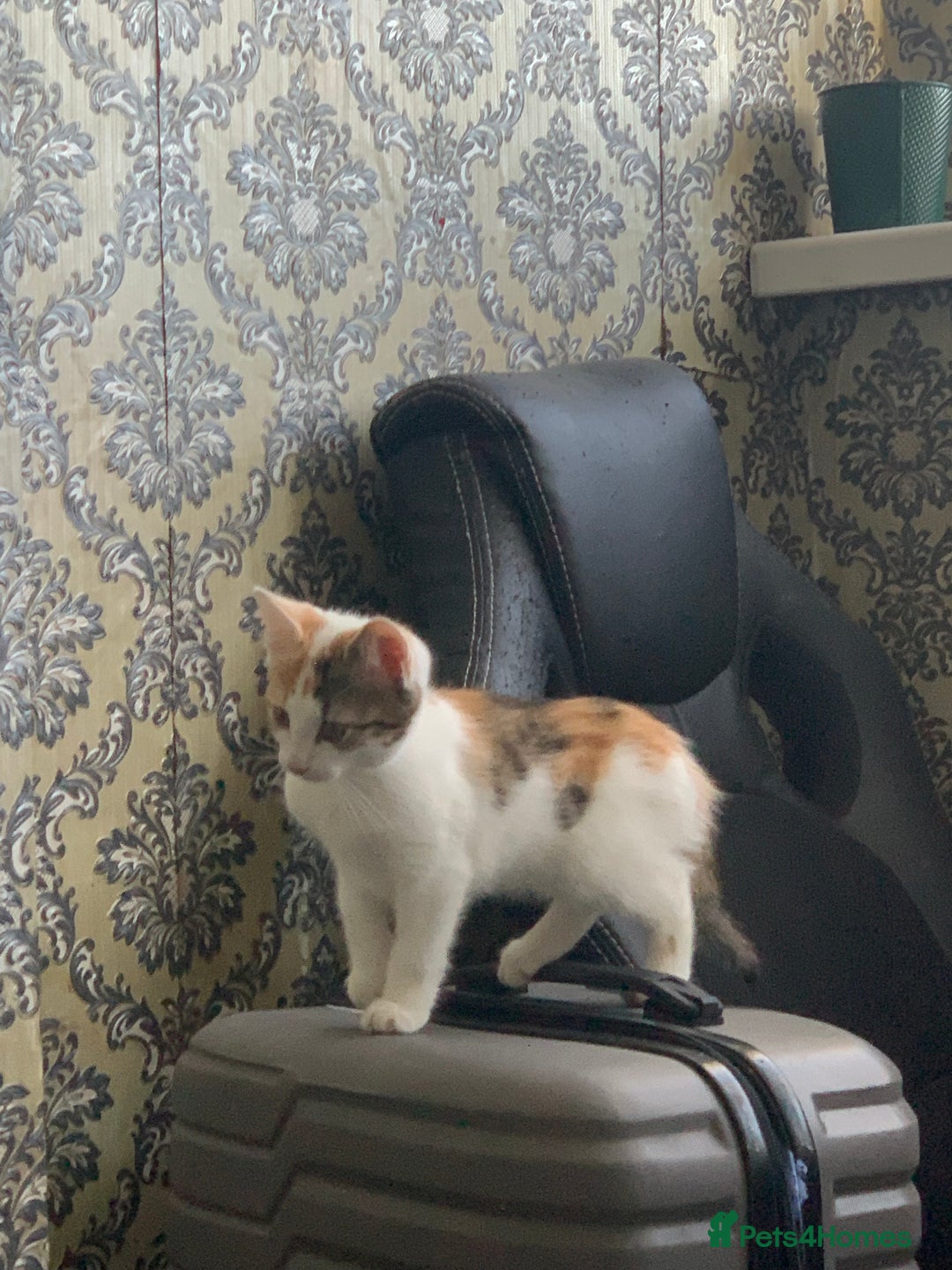 British Shorthair cats for sale: 3 Kitten ready to leave today  - Advert 4