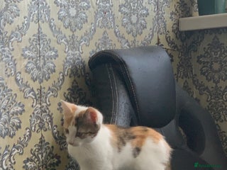 British Shorthair cats 3 Kitten ready to leave today - Advert 8