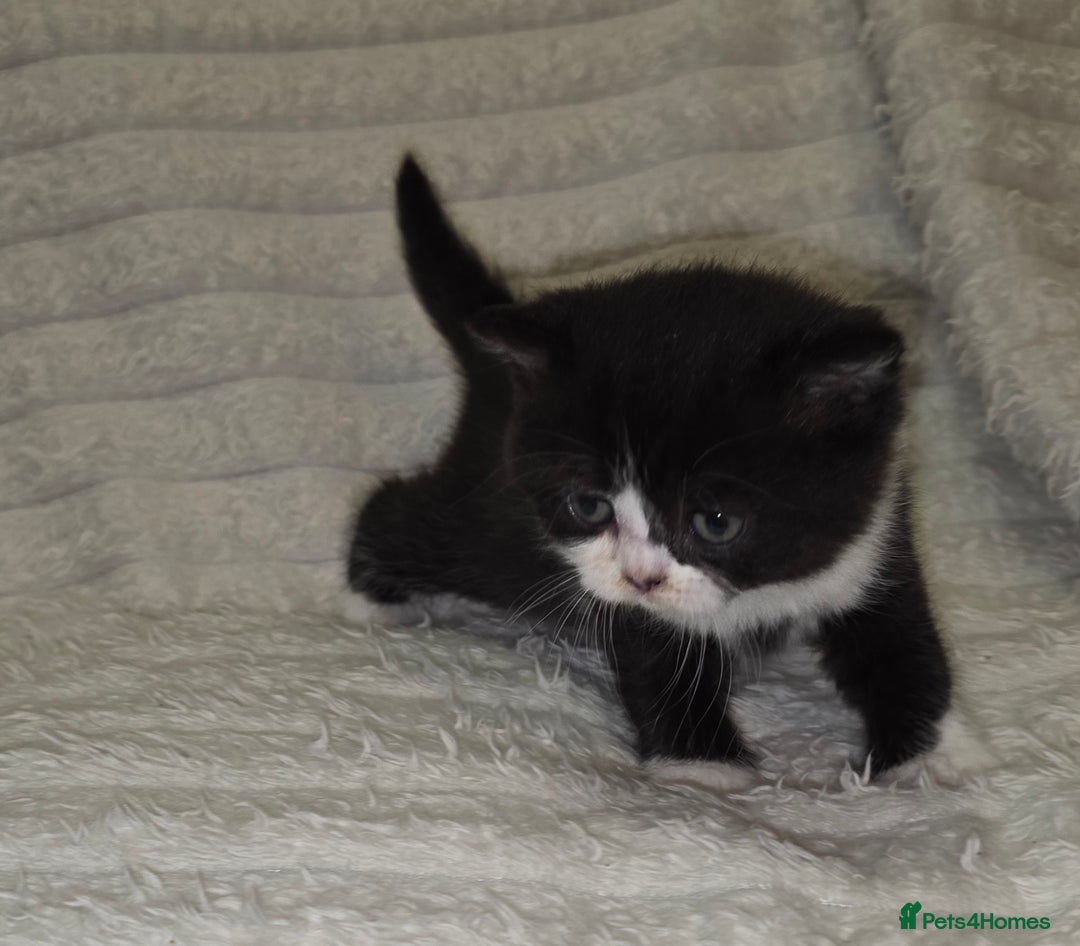 British Shorthair cats for sale: Beautiful unusual British shorthair kittens - Image 20