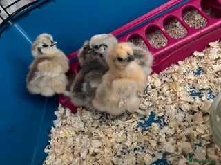 Chickens poultry Silkie chicks - Advert 21