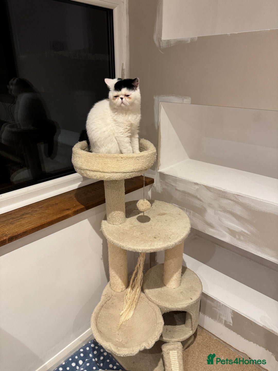 Exotic cats for sale: Outstanding quality exotic kittens  Champion lines - Advert 18