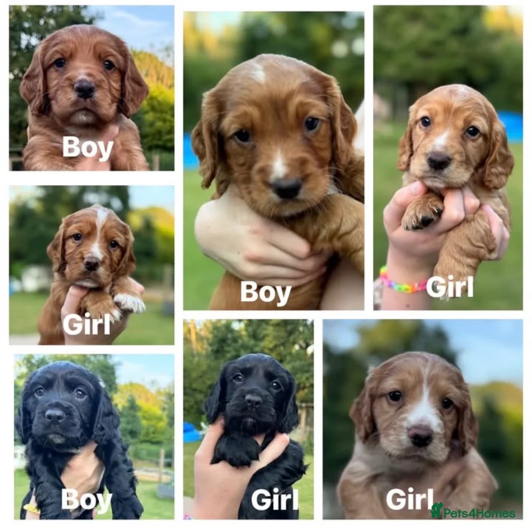 Sprocker dogs for sale: 7 beautiful Sprockers ❤️ - Advert 1