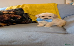 Poochon dogs for sale: Stunning F1 Toy Poochon Puppies BOYS - Image 12
