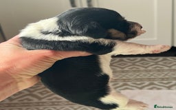 Jack Russell dogs for sale: Poppy - Image 3