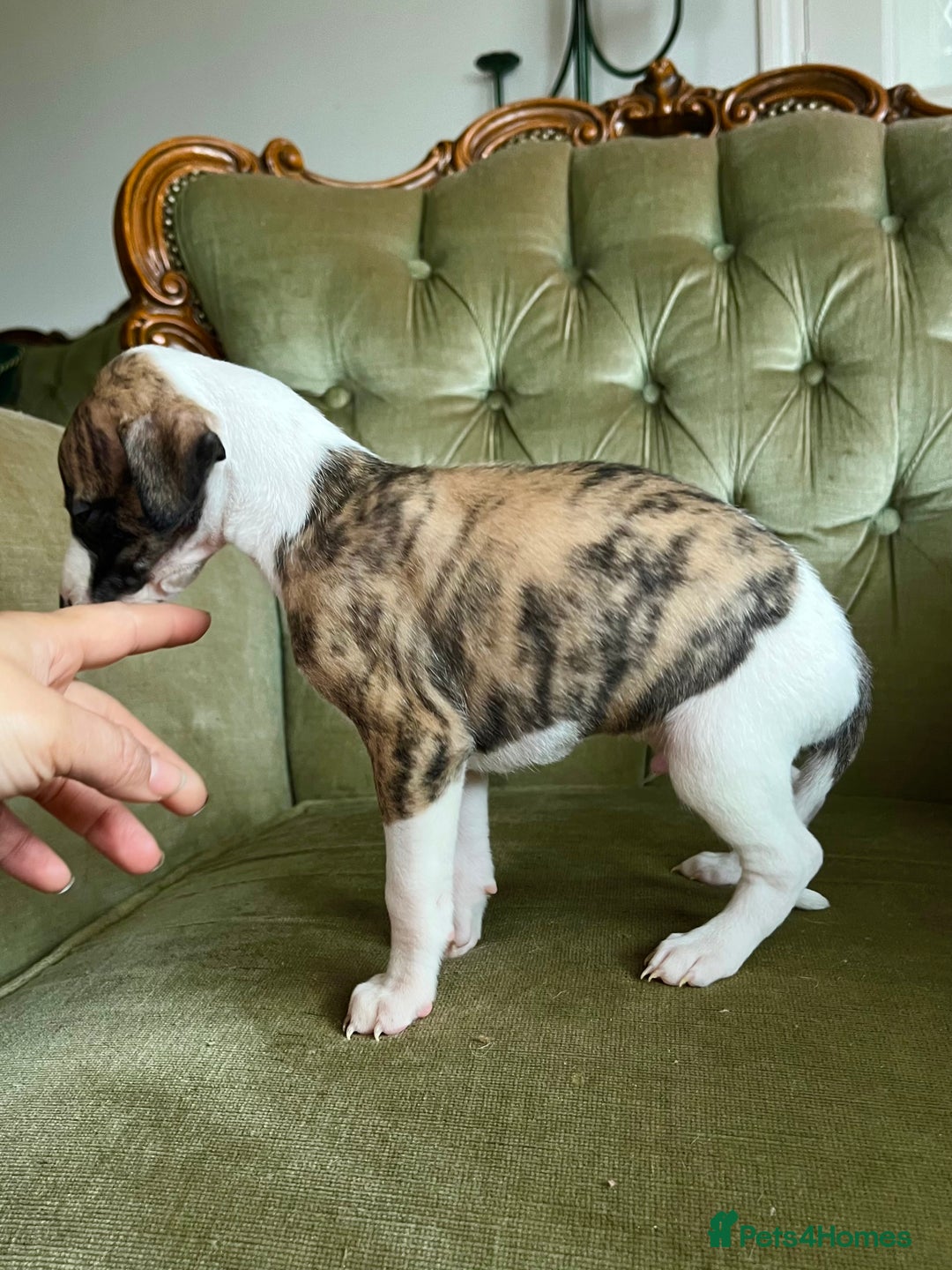 Whippet dogs for sale: Waiting List Now Open - KC Whippets - Advert 4