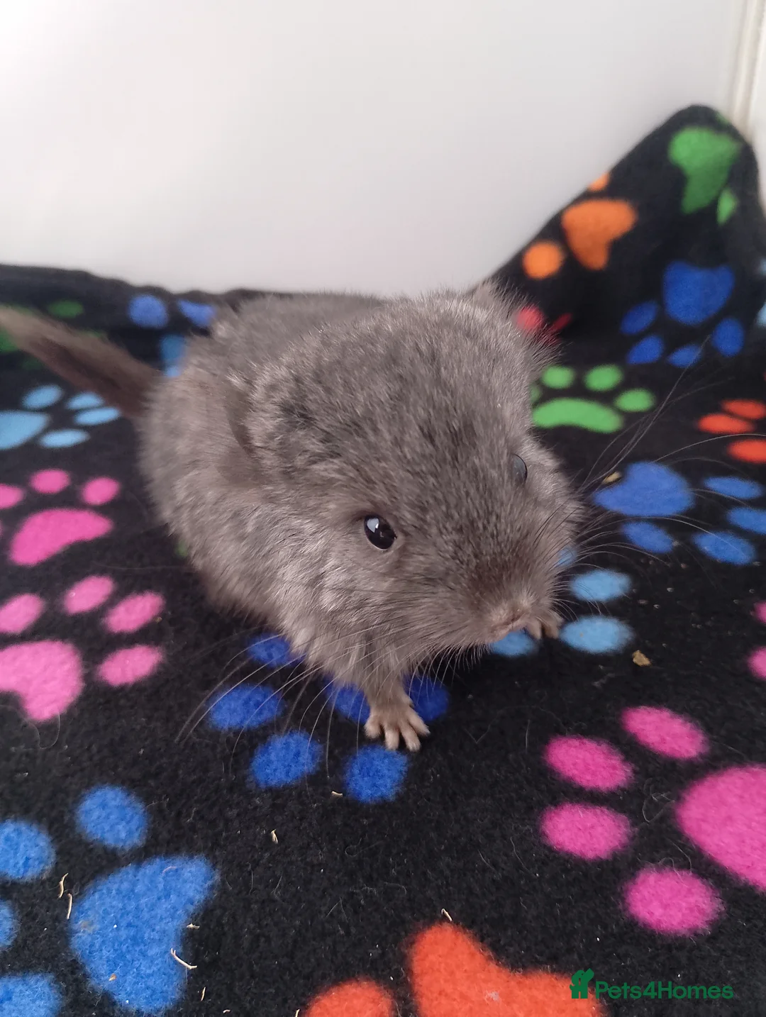 Chinchilla rodents for sale: RPA baby Female Chinchilla - Advert 2