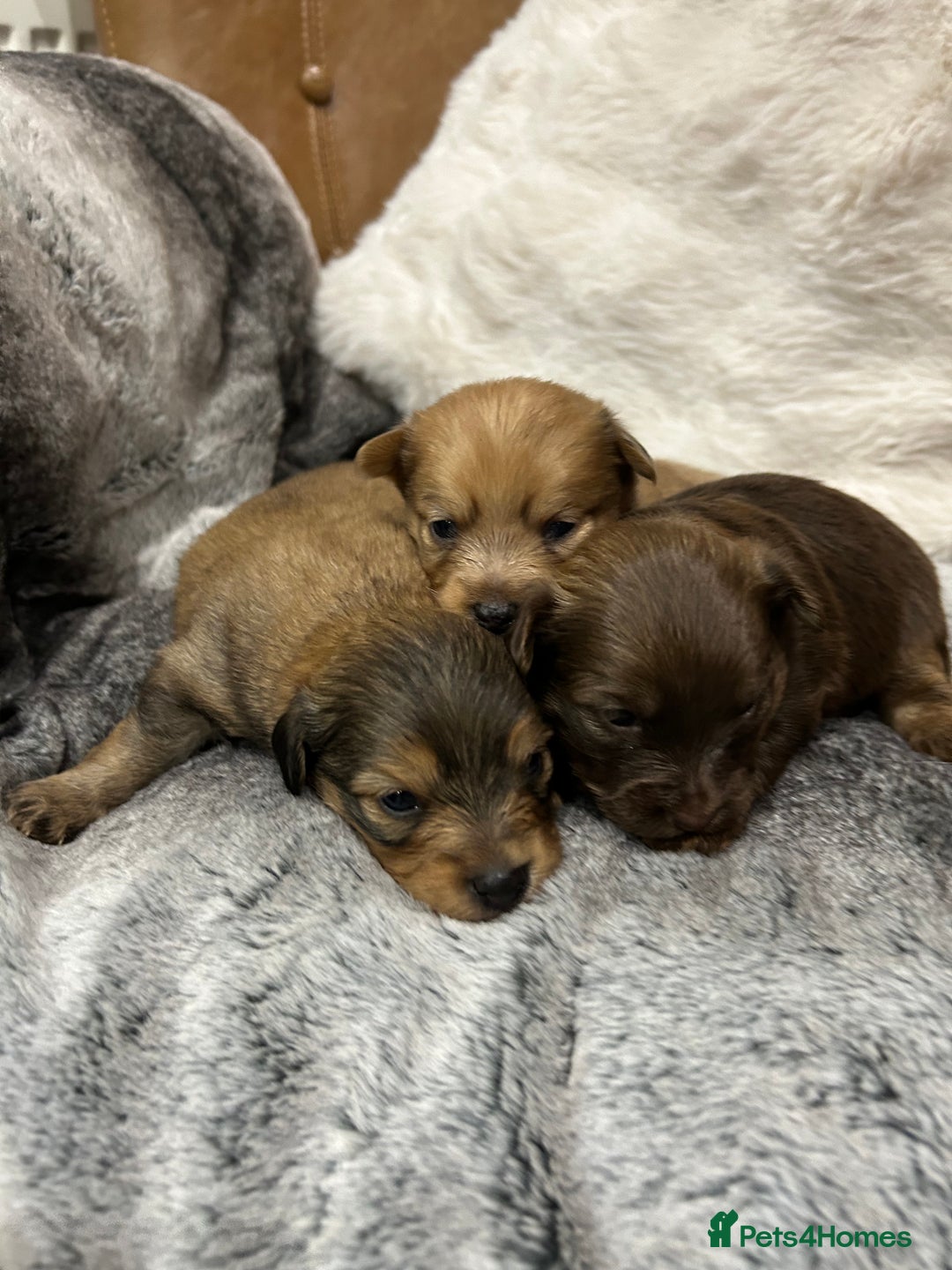 Mixed Breed dogs for sale: Miniature Dauchshund/ Pomeranian puppies for sale - Advert 13