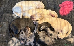 Schnoodle dogs for sale: Gorgeous schnoodle puppies  - Image 7