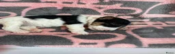 Fox Terrier dogs for sale: Beautiful Fox Terrier Puppies Available  - Advert 2