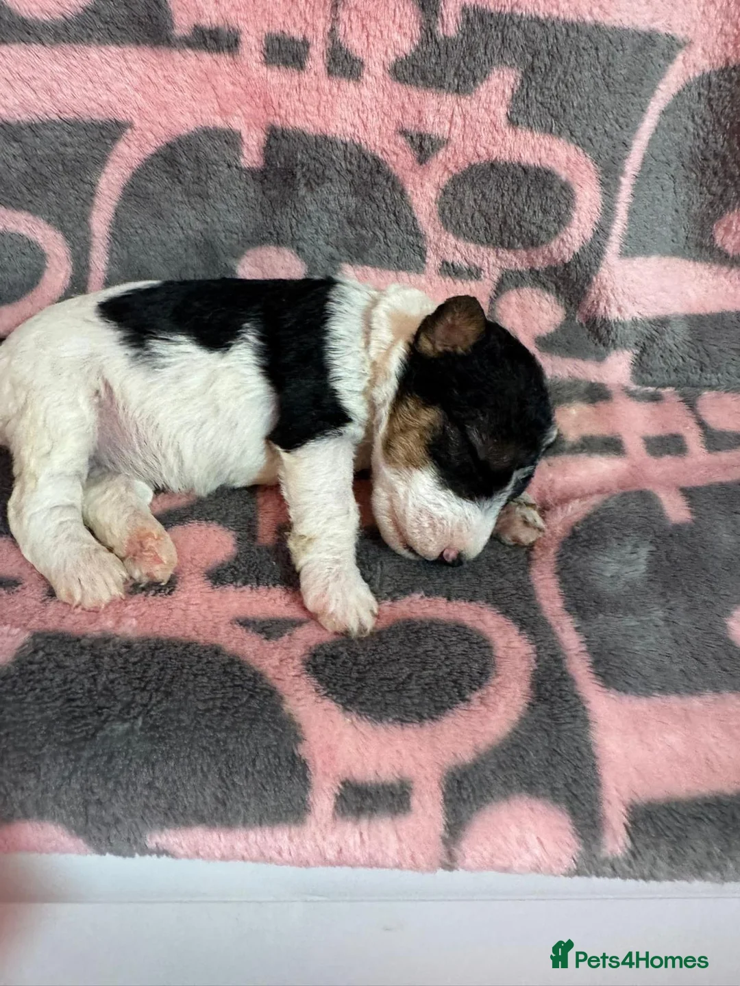 Fox Terrier dogs for sale: Beautiful Fox Terrier Puppies Available  - Advert 2