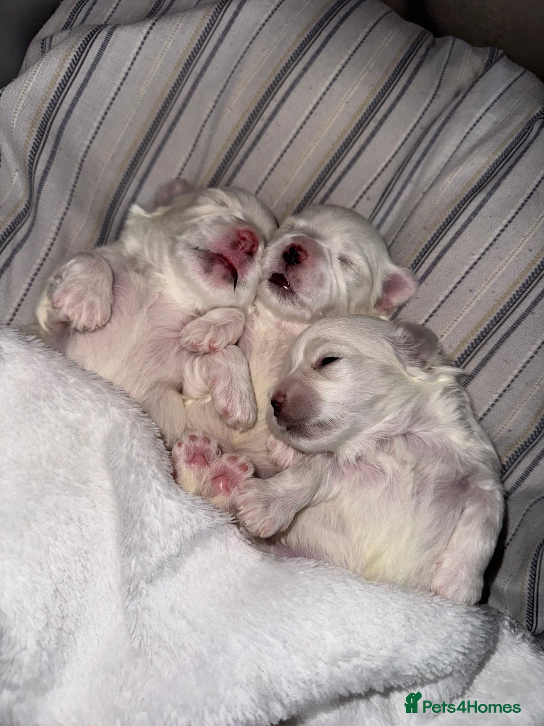 Maltese dogs for sale: 🐶 Adorable Male Maltese Puppies for Sale 🐾 - Image 14