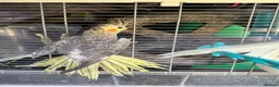Cockatiels birds for sale: 9 week old baby cockatiels  - Advert 3