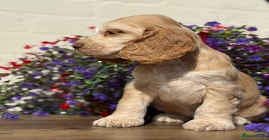 Cocker Spaniel dogs - Advert 10