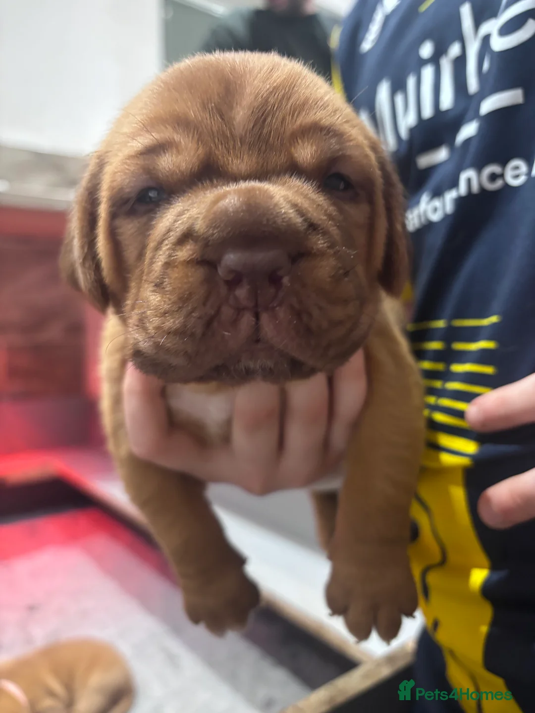 Dogue De Bordeaux dogs for sale: 1 FEMALE DOGUE DE BORDEAUX 🐶 in Glasgow - Advert 2