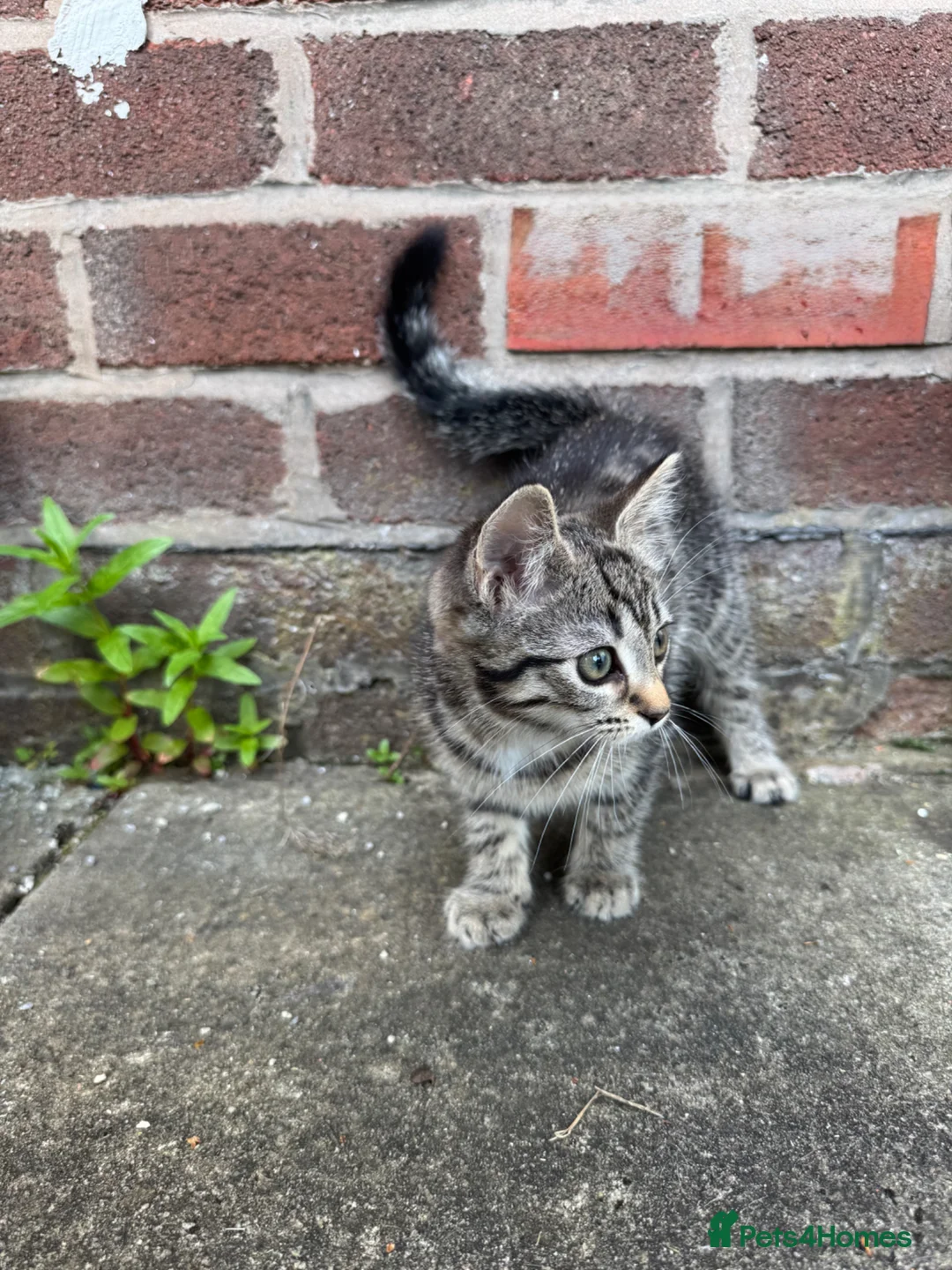 Mixed Breed cats for sale: Kitten female  - Advert 5
