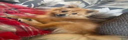 German Spitz dogs for sale: 16 month female German spitz - Advert 1