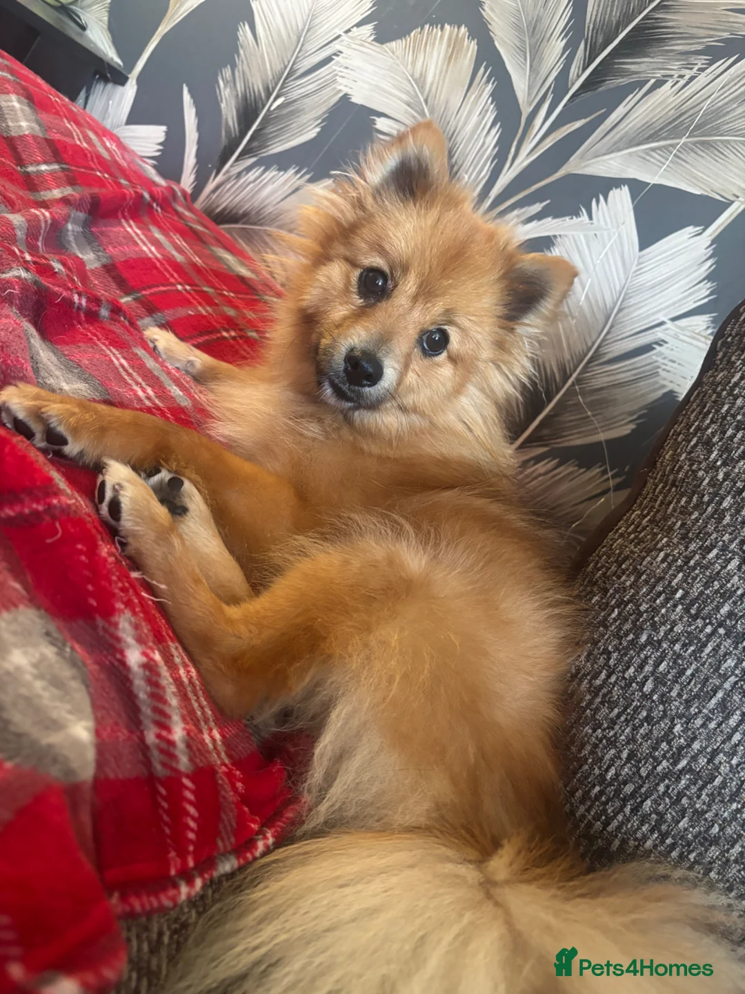 German Spitz dogs for sale: 16 month female German spitz - Advert 1