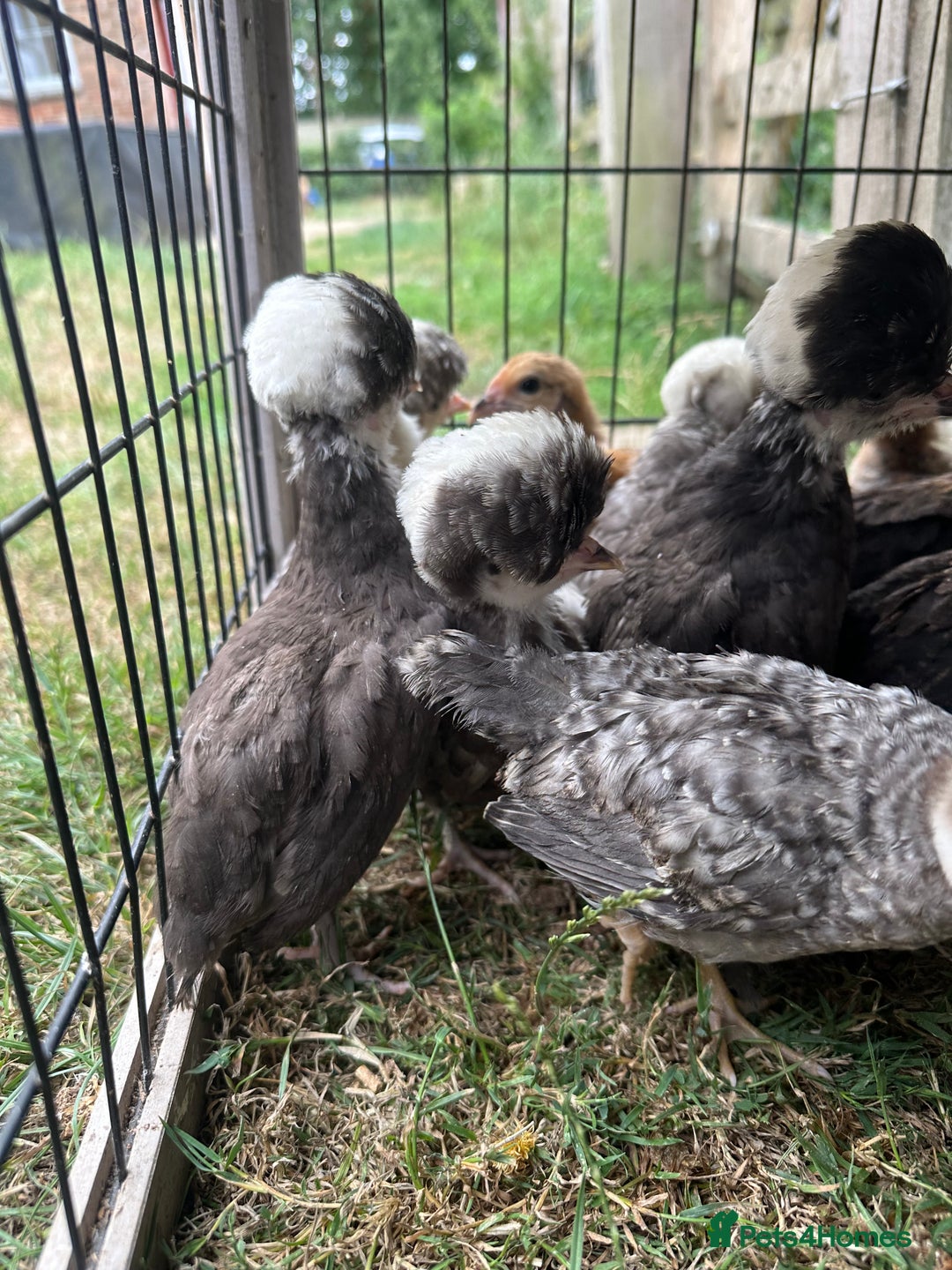 Chickens poultry for sale: Polish chicks Unsexed chicken bantam - Image 3