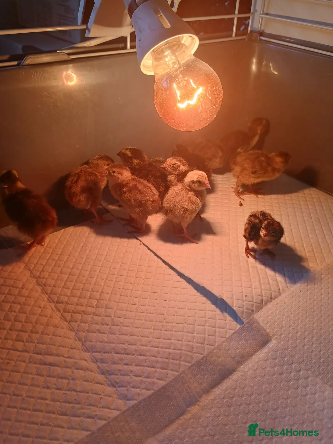 Quail poultry for sale: Quail chicks  - Advert 5