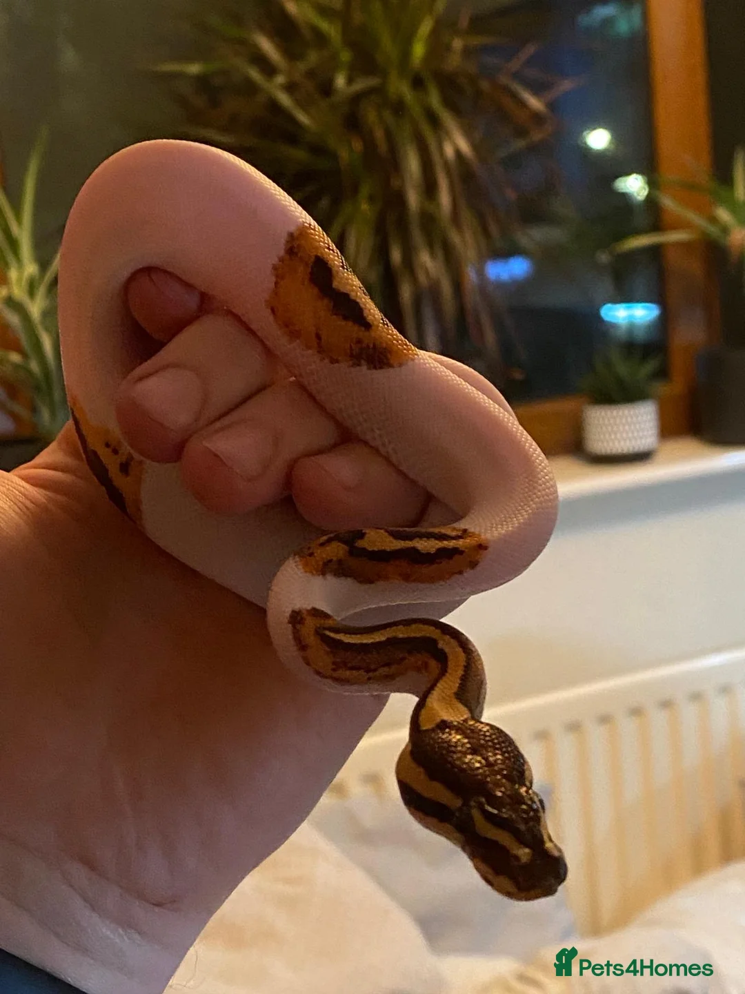 Python Snake reptiles for sale: Royal phython male  - Advert 7