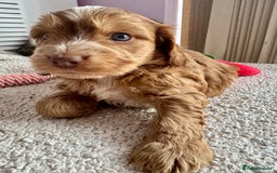 Cockapoo dogs for sale: Stunning show type cockapoo puppies  - Image 11