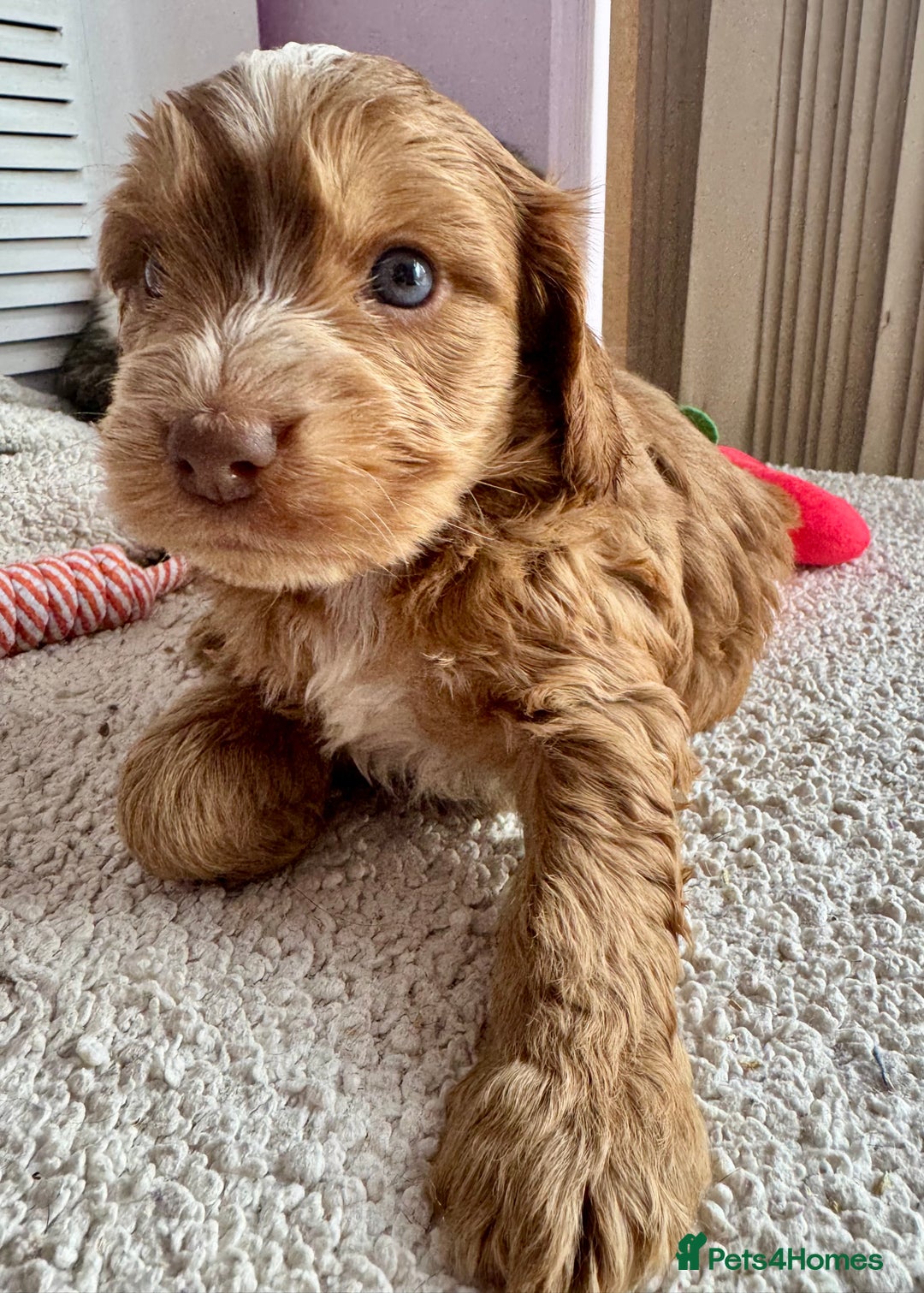 Cockapoo dogs for sale: Stunning show type cockapoo puppies  - Image 11