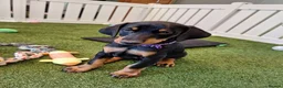 Dobermann dogs for sale: Dobermann Puppies in Colchester - Advert 10