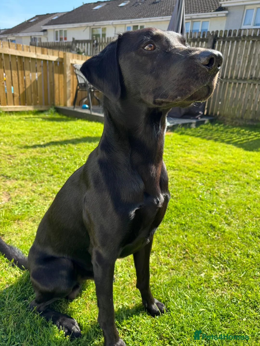 Labrador Retriever dogs for stud: 🌟 Kennel Club Registered Proven Labrador Stud 🌟 in Dundee - Advert 25