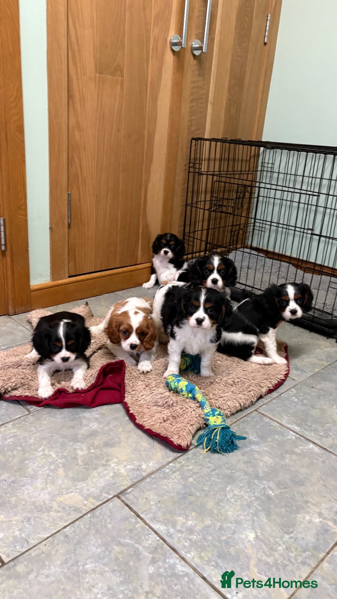 Cavalier King Charles Spaniel dogs KC Reg cavalier King Charles  - Advert 2