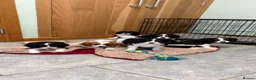 Cavalier King Charles Spaniel dogs for sale: KC Reg cavalier King Charles  - Advert 7